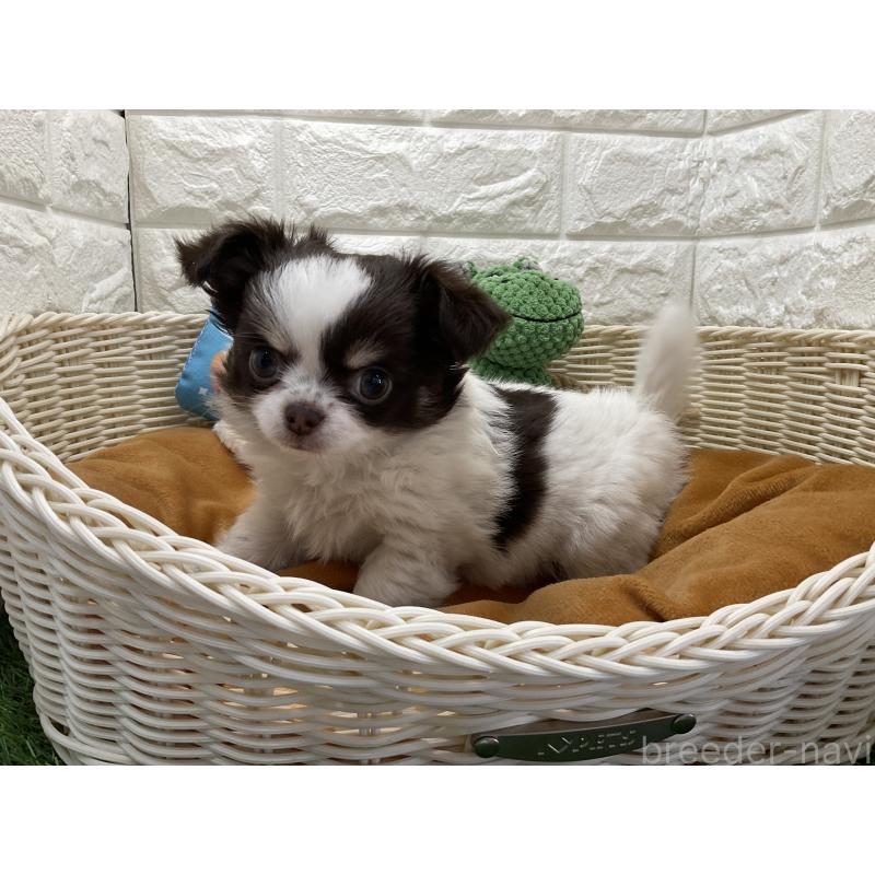 販売中の北海道のチワワ(ロングコート)-446044の3枚目