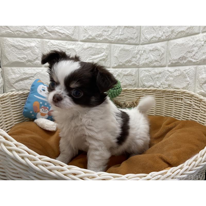 販売中の北海道のチワワ(ロングコート)-446044の2枚目