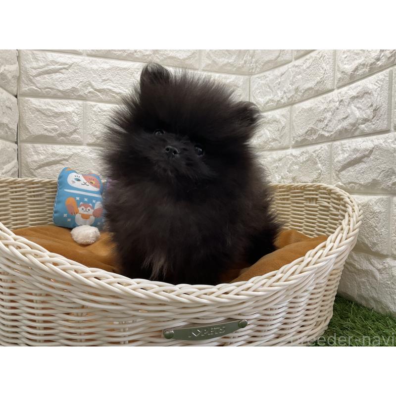 販売中の北海道のポメラニアン-446045の3枚目