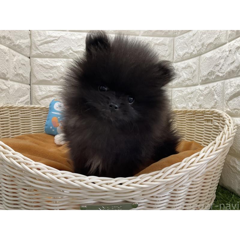 販売中の北海道のポメラニアン-446045の2枚目