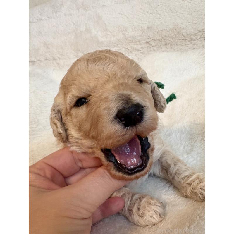 販売中の東京都のミディアムプードル-446046の3枚目