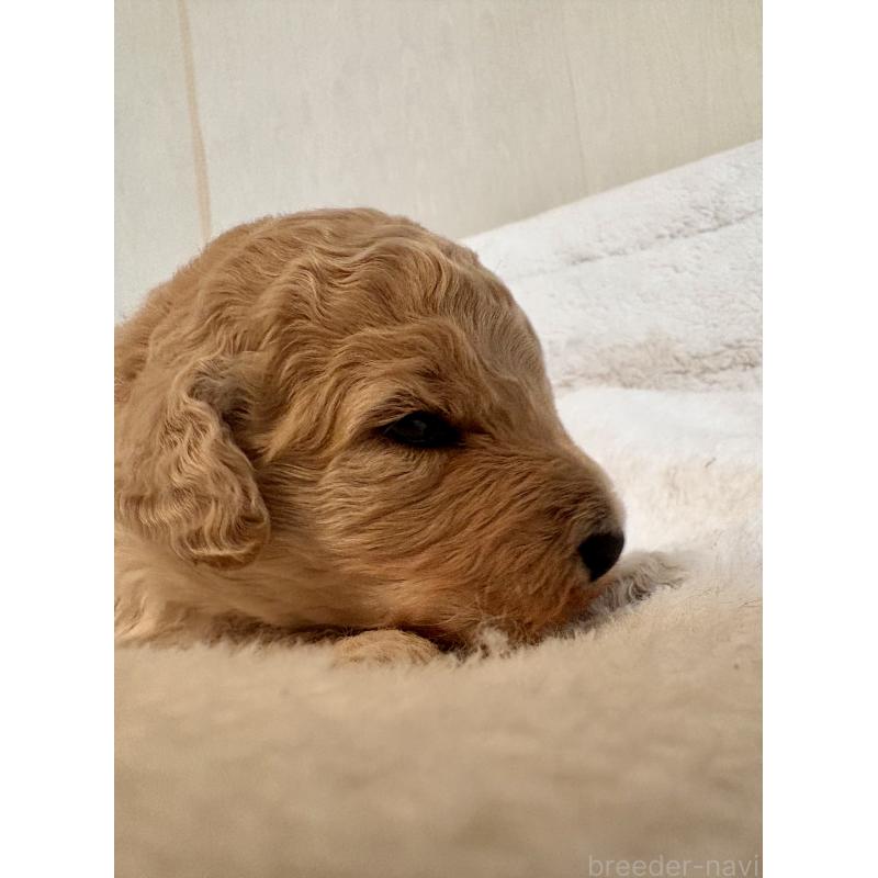 販売中の東京都のミディアムプードル-446046の2枚目