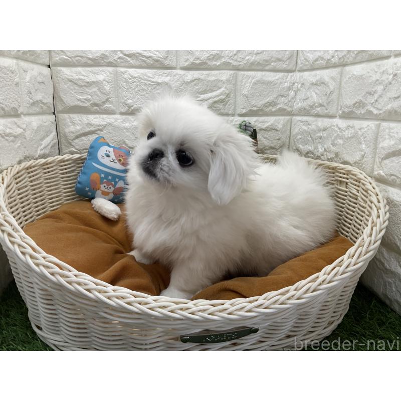 販売中の北海道のペキニーズ-446048の2枚目