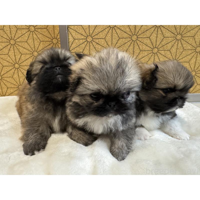 販売中の静岡県のペキニーズ-446059の4枚目