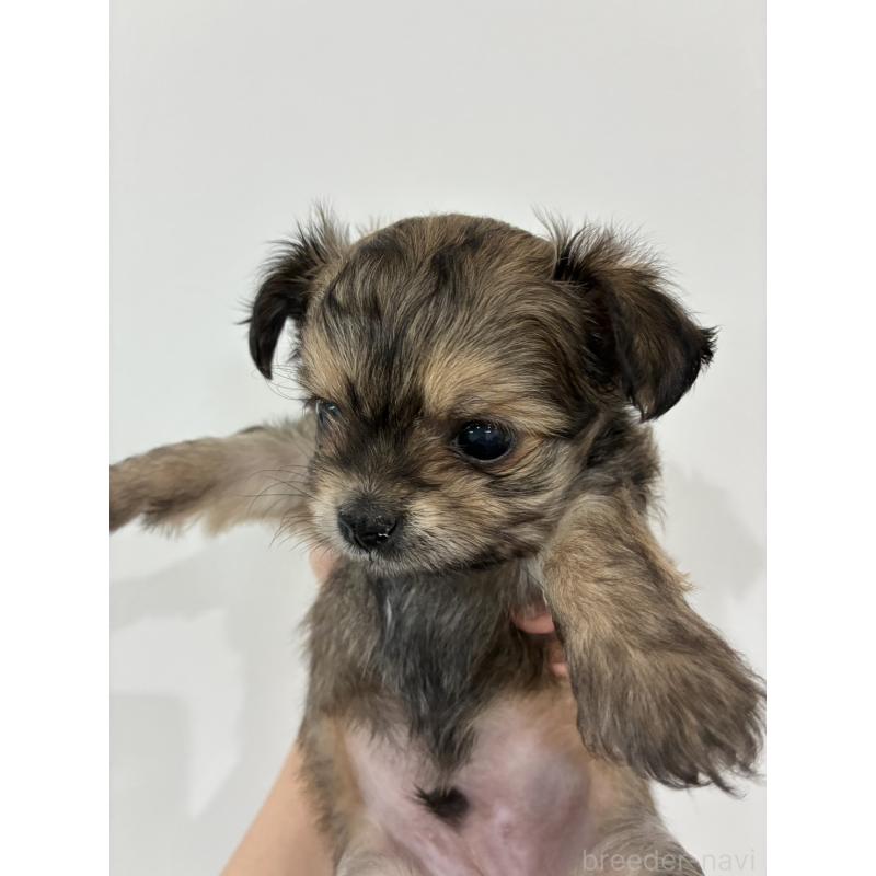 販売中の愛媛県のチワプー:チワワ×トイプードル-446052の5枚目