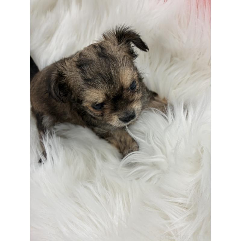 販売中の愛媛県のチワプー:チワワ×トイプードル-446052の4枚目
