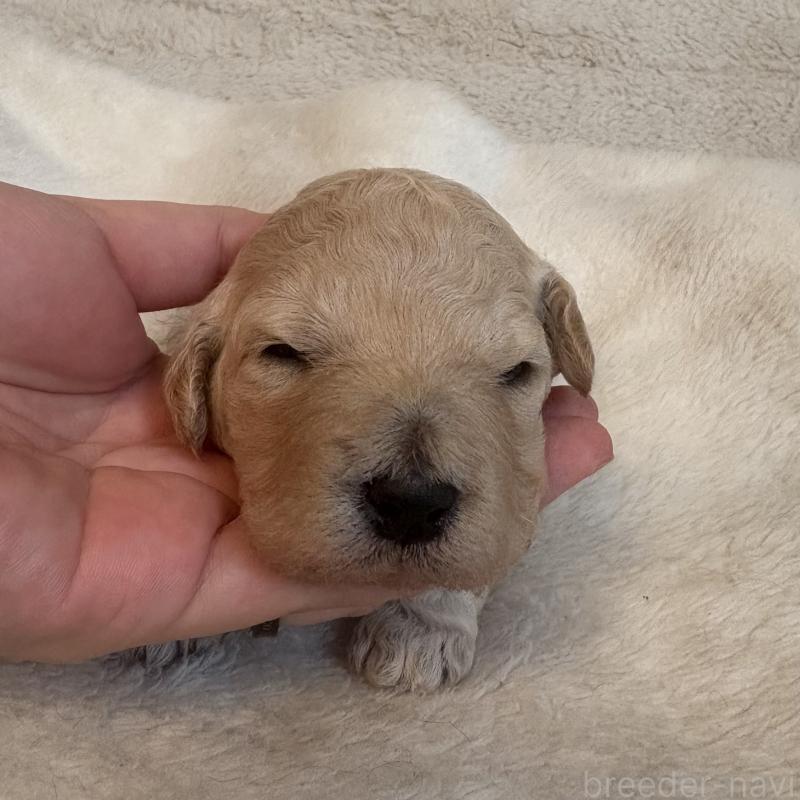 販売中の東京都のミディアムプードル-446049