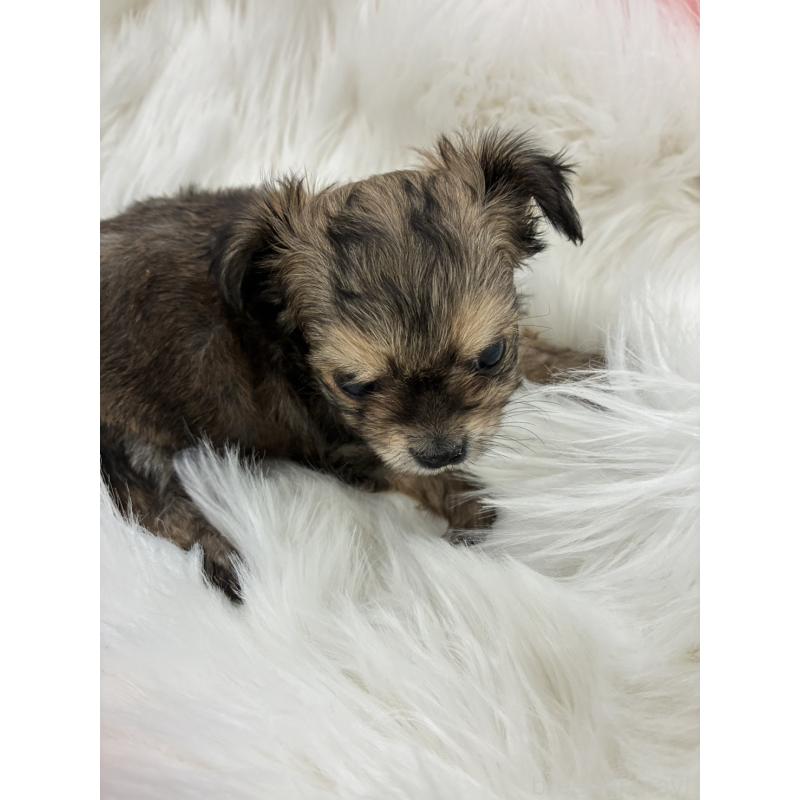 販売中の愛媛県のチワプー:チワワ×トイプードル-446052の2枚目