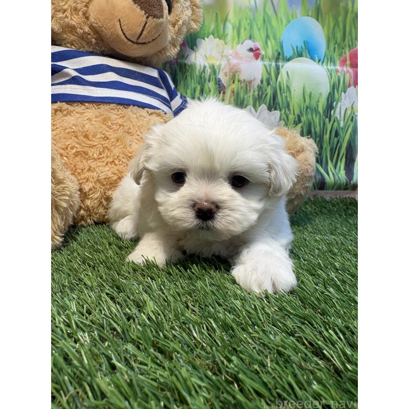 販売中の神奈川県のミックス犬-446051の4枚目