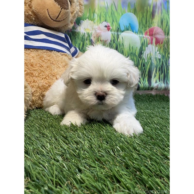 販売中の神奈川県のミックス犬-446051の2枚目