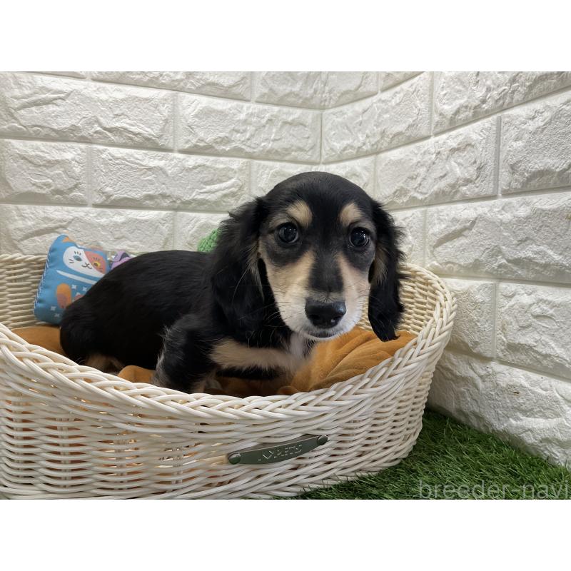 販売中の北海道のミニチュアダックスフンド(ロングヘアード)-446050の3枚目