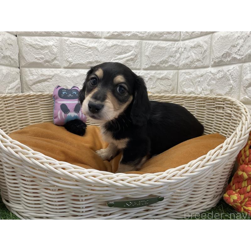 販売中の北海道のミニチュアダックスフンド(ロングヘアード)-446050の2枚目