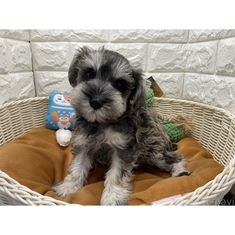 販売中の北海道のミニチュアシュナウザー-446053の3枚目