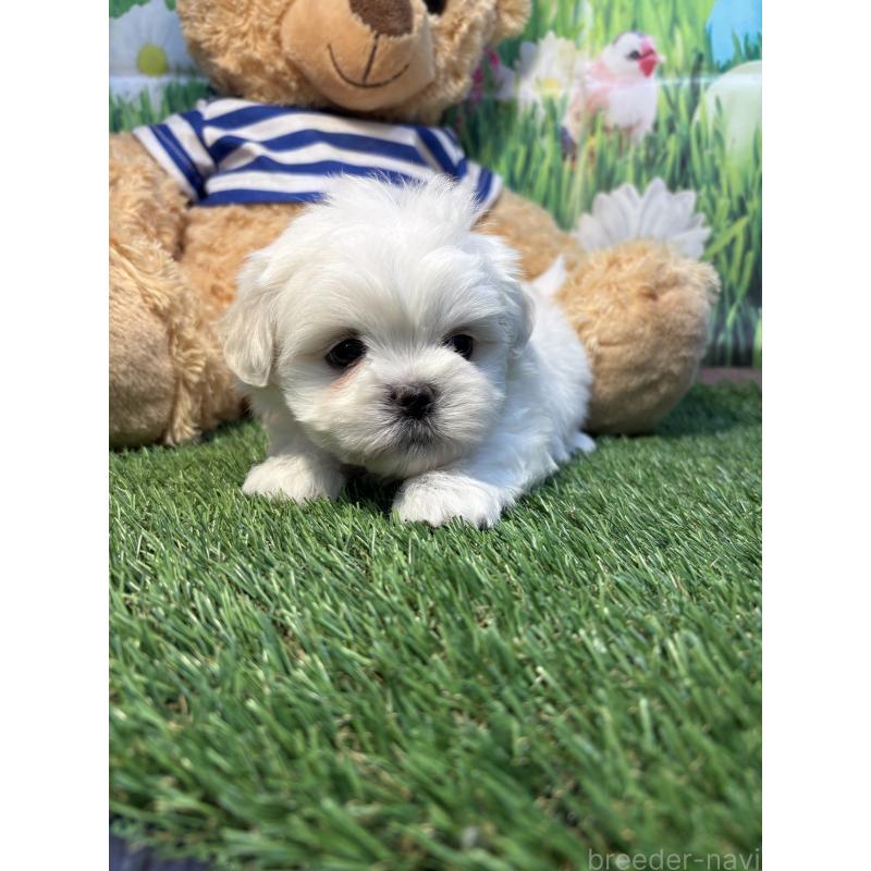 販売中の神奈川県のミックス犬-446054の4枚目