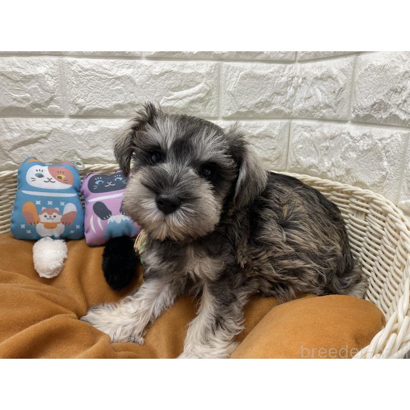 販売中の北海道のミニチュアシュナウザー-446053の2枚目