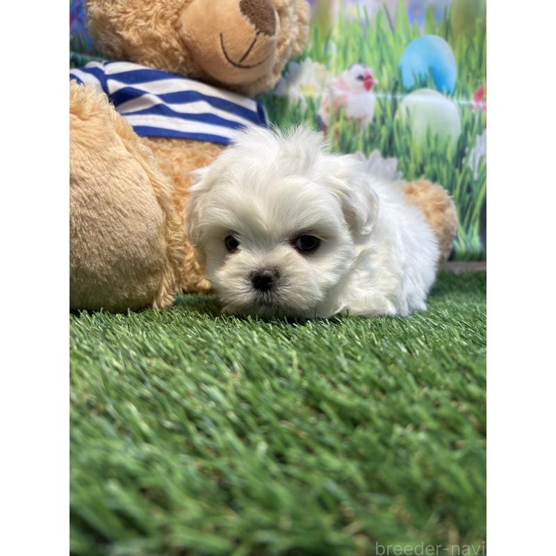 販売中の神奈川県のミックス犬-446054の3枚目