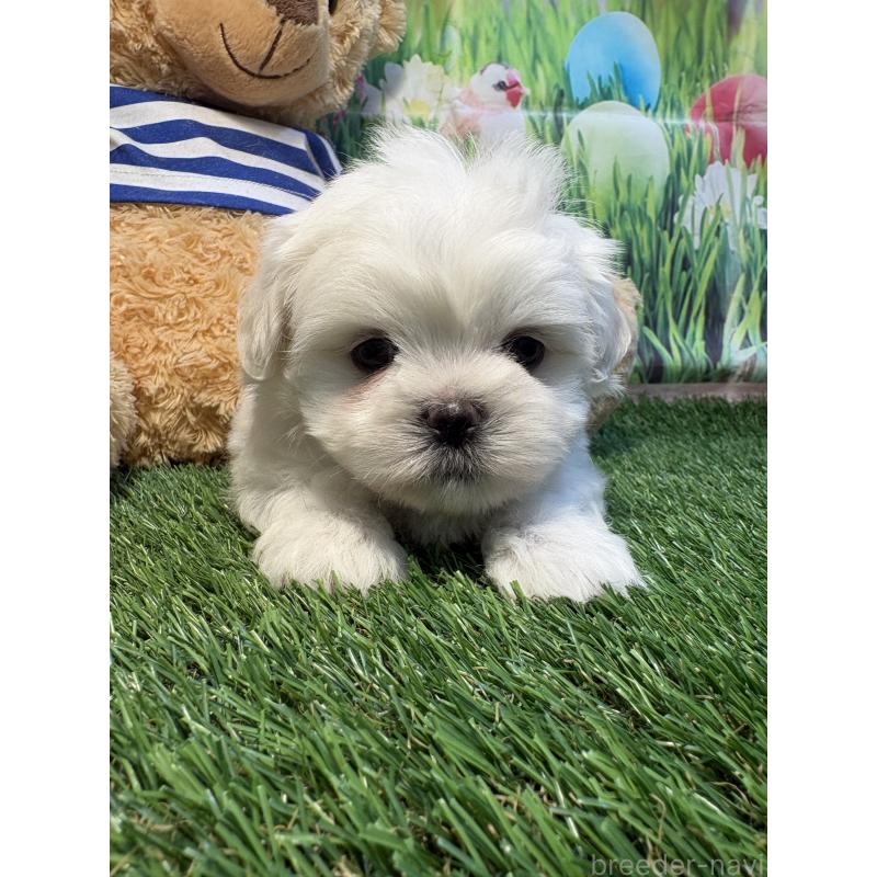 販売中の神奈川県のミックス犬-446054の2枚目