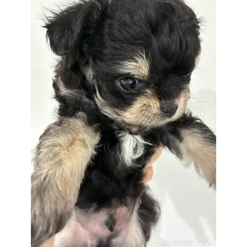 販売中の愛媛県のチワプー:チワワ×トイプードル-446055の4枚目