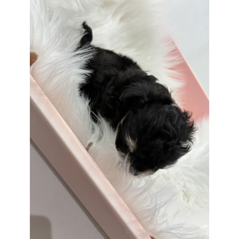 販売中の愛媛県のチワプー:チワワ×トイプードル-446055の2枚目