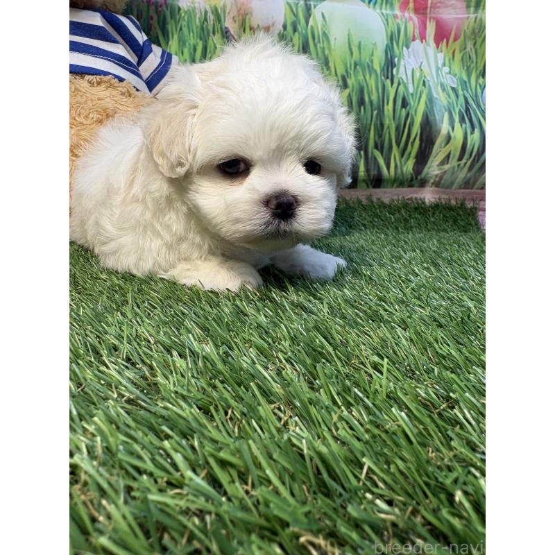 販売中の神奈川県のミックス犬-446056の4枚目