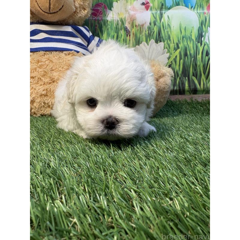 販売中の神奈川県のミックス犬-446056の3枚目