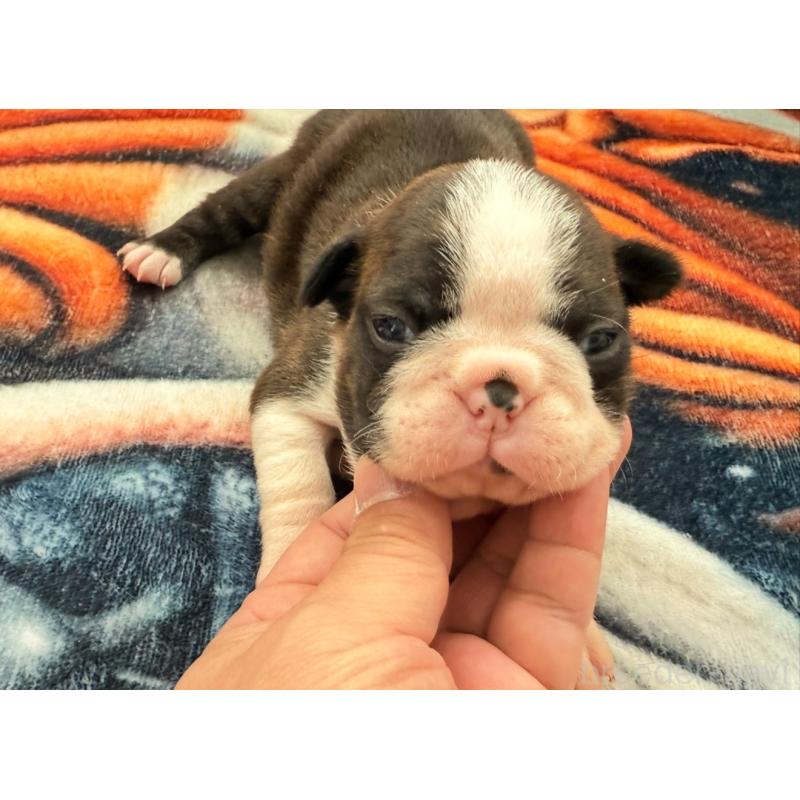 販売中の埼玉県のボストンテリア-446057の4枚目