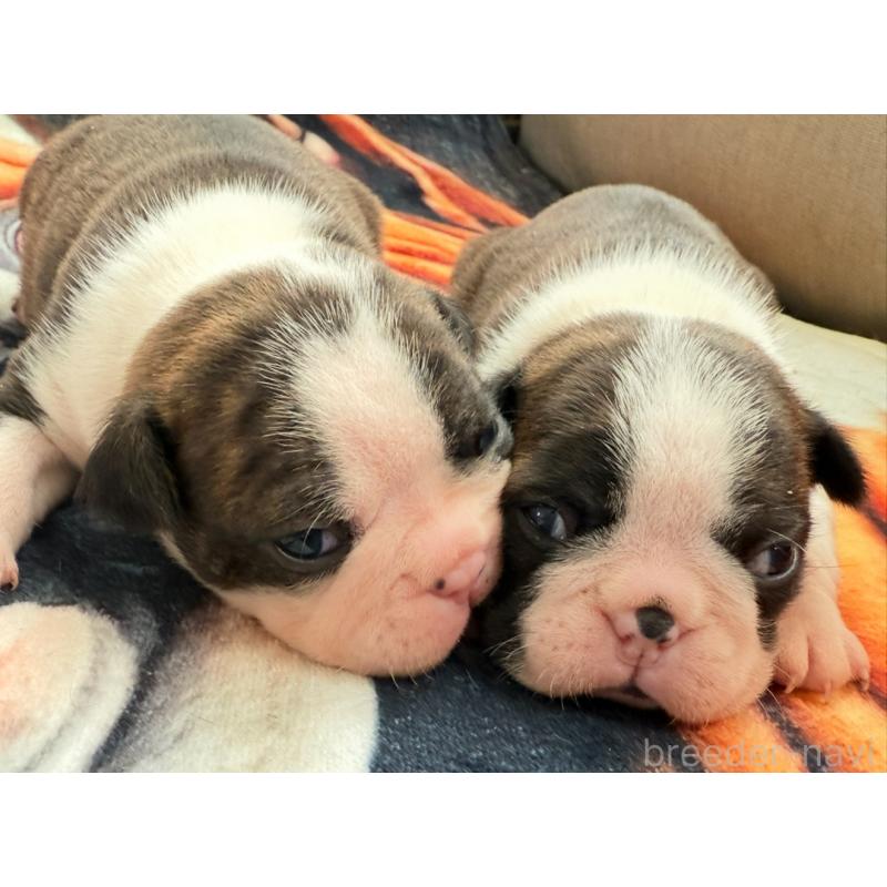 販売中の埼玉県のボストンテリア-446057の2枚目