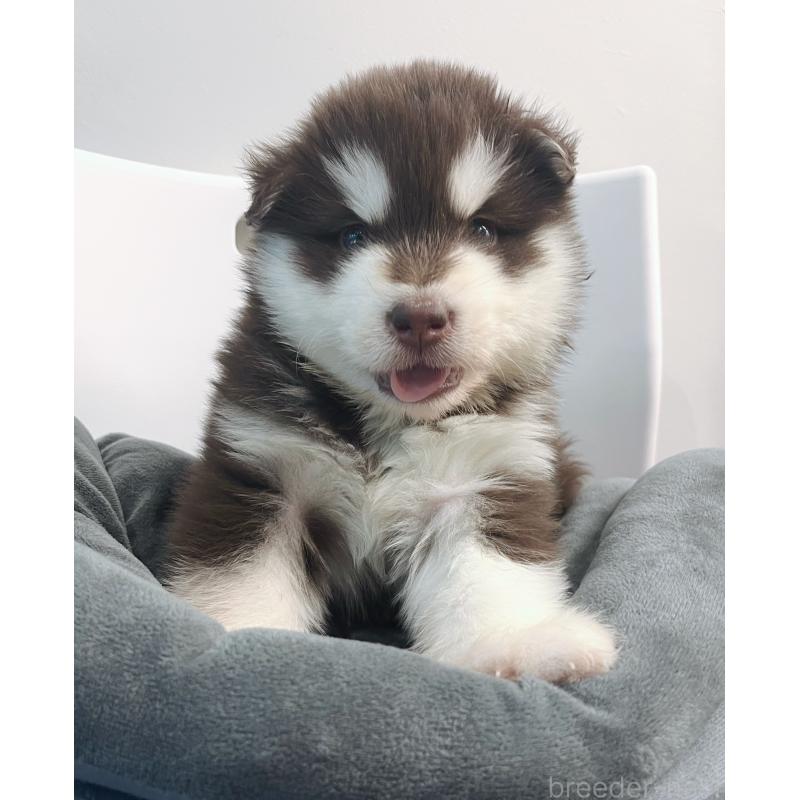 販売中の東京都のアラスカンマラミュート-446060の9枚目