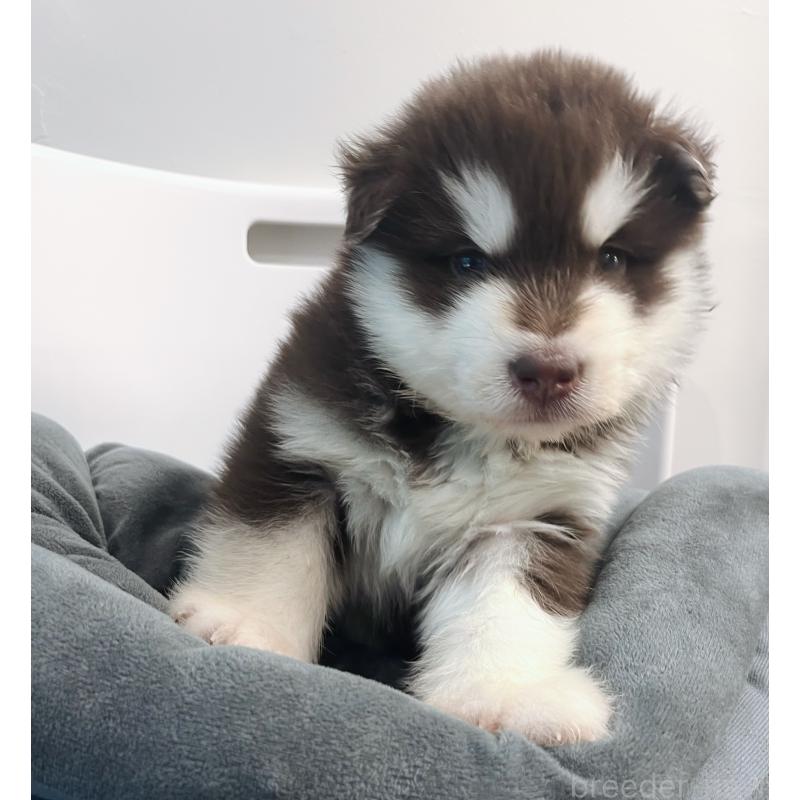 販売中の東京都のアラスカンマラミュート-446060の8枚目