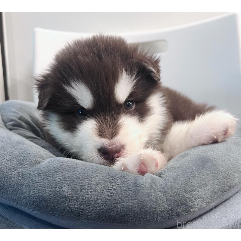 販売中の東京都のアラスカンマラミュート-446060の7枚目