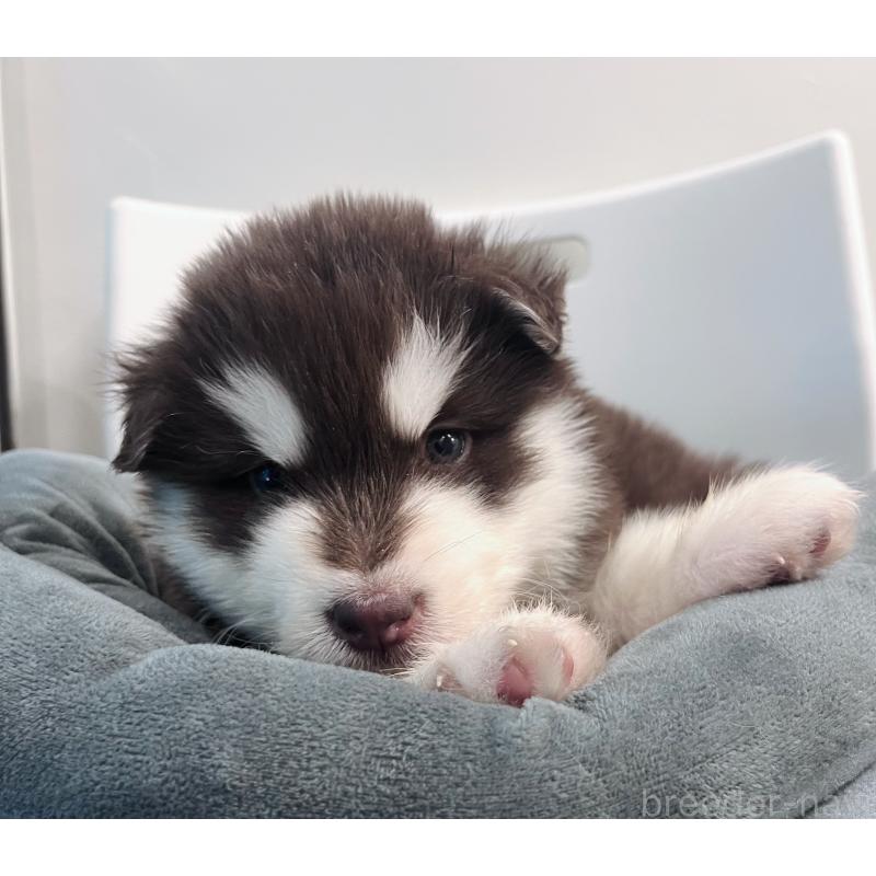 販売中の東京都のアラスカンマラミュート-446060の6枚目