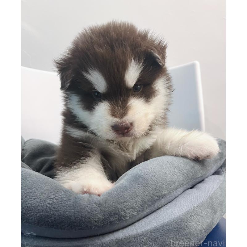 販売中の東京都のアラスカンマラミュート-446060の5枚目