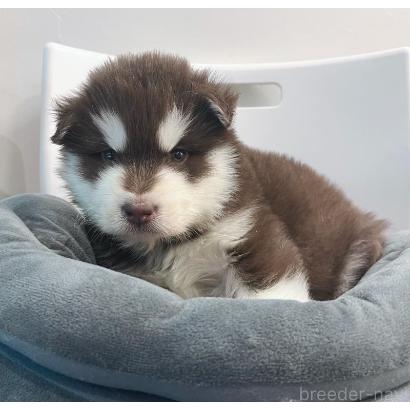 販売中の東京都のアラスカンマラミュート-446060の4枚目