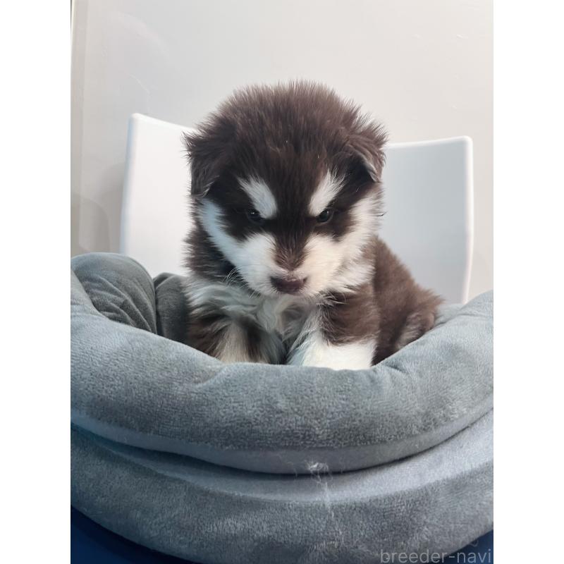 販売中の東京都のアラスカンマラミュート-446060の3枚目