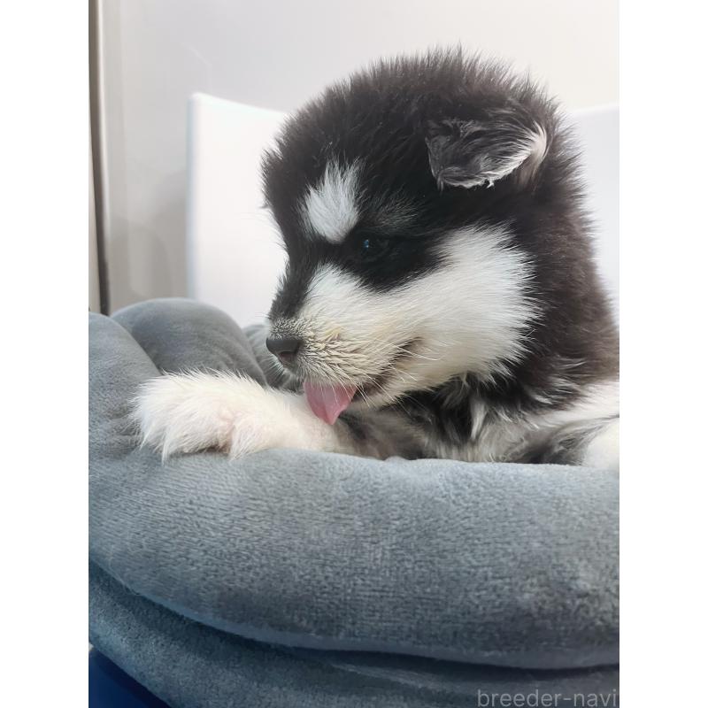 販売中の東京都のアラスカンマラミュート-446063の10枚目