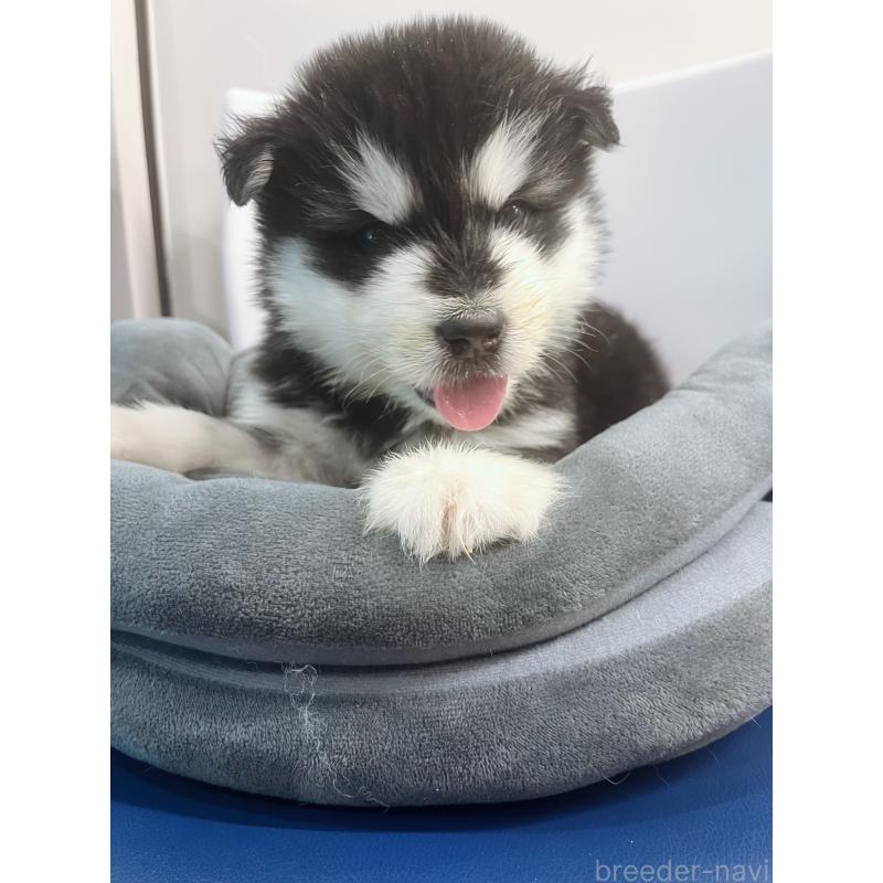 販売中の東京都のアラスカンマラミュート-446063の8枚目