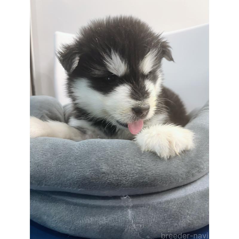 販売中の東京都のアラスカンマラミュート-446063の7枚目