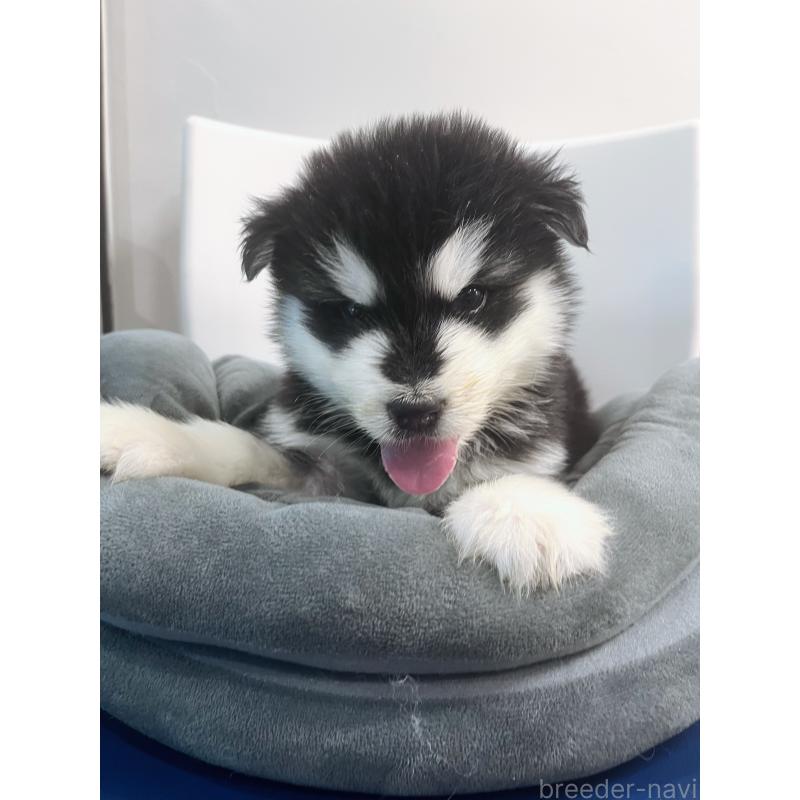 販売中の東京都のアラスカンマラミュート-446063の6枚目