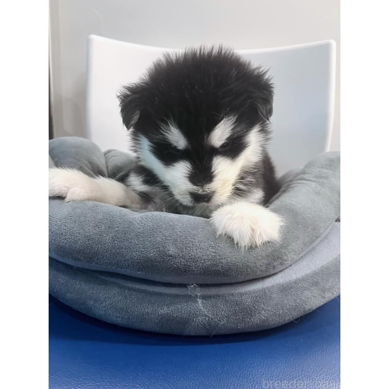 販売中の東京都のアラスカンマラミュート-446063の5枚目