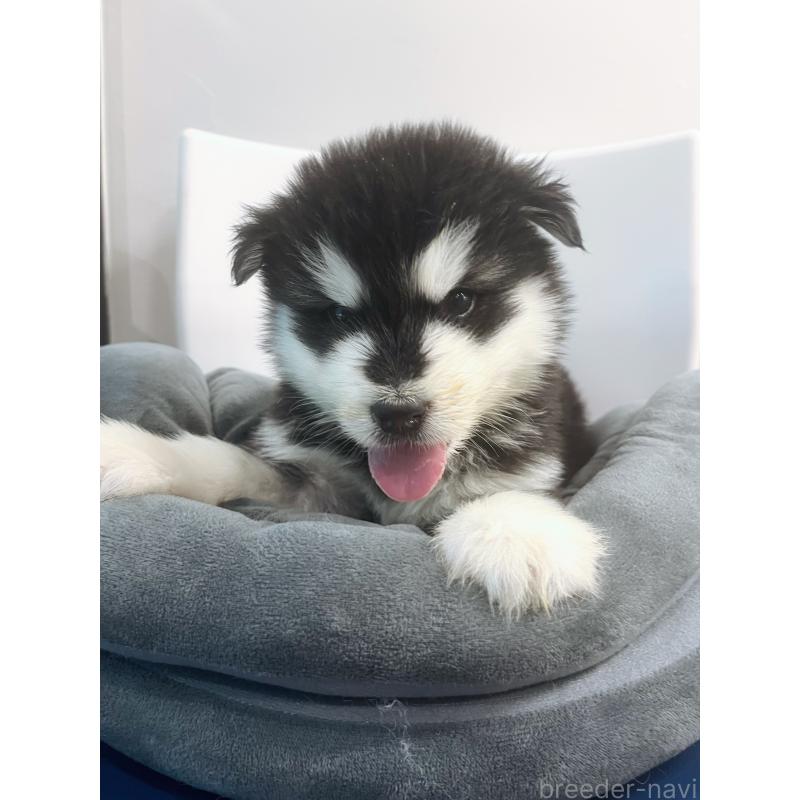 販売中の東京都のアラスカンマラミュート-446063の2枚目