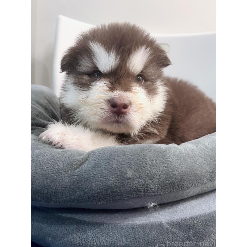 販売中の東京都のアラスカンマラミュート-446065の7枚目