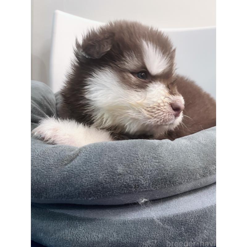 販売中の東京都のアラスカンマラミュート-446065の6枚目