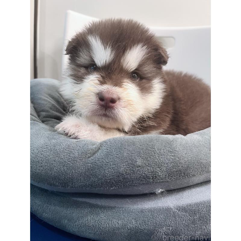 販売中の東京都のアラスカンマラミュート-446065の5枚目