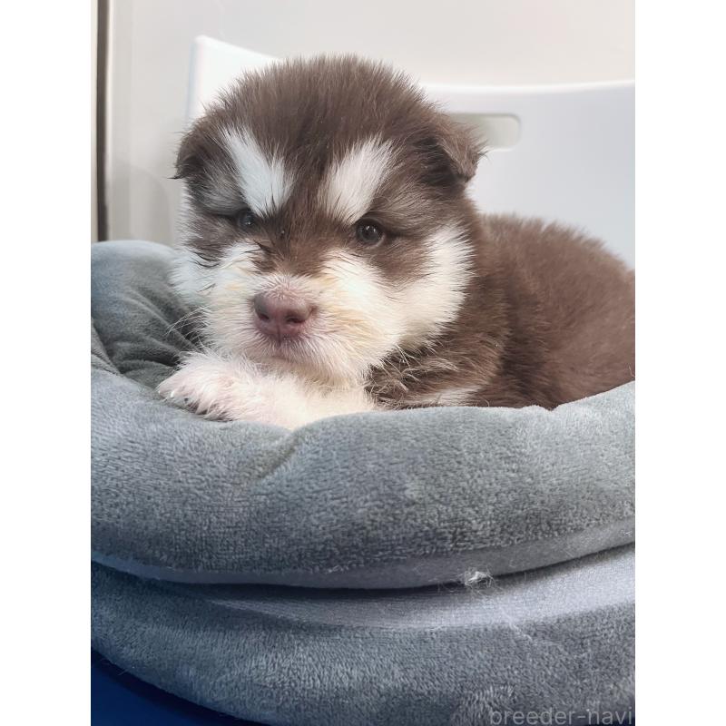 販売中の東京都のアラスカンマラミュート-446065の4枚目