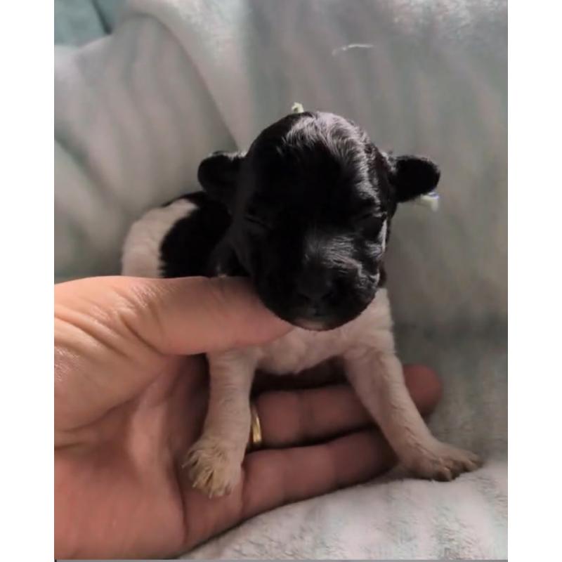 販売中の北海道のトイプードル-444437の5枚目