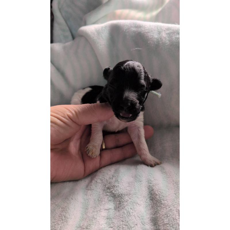 販売中の北海道のトイプードル-444437の4枚目