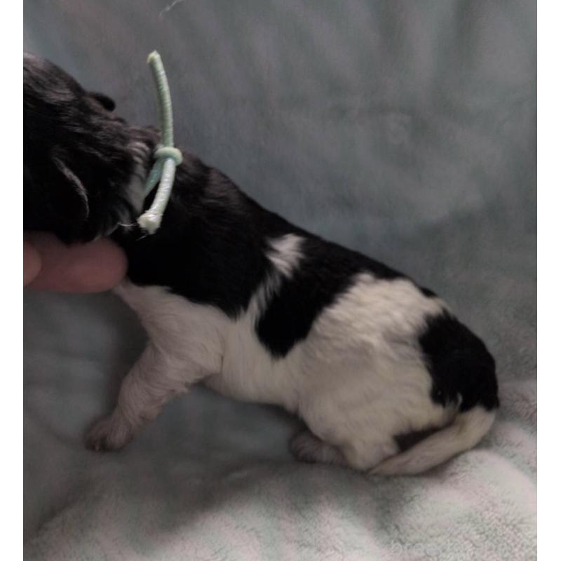 販売中の北海道のトイプードル-444437の3枚目