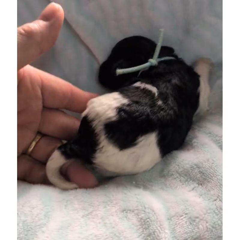 販売中の北海道のトイプードル-444437の2枚目