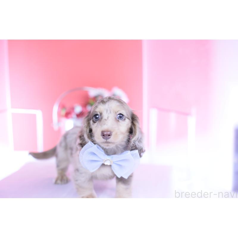 販売中の愛知県のカニンヘンダックスフンド(ロングヘアード)-440887の12枚目