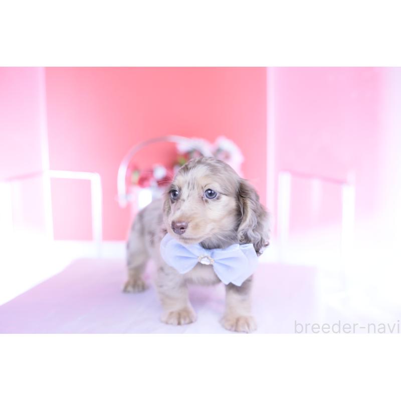 販売中の愛知県のカニンヘンダックスフンド(ロングヘアード)-440887の11枚目